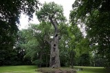 I stromy mají své hrdiny - Körnerův dub z Dalovic na Karlovarsku (Nadace Partnerství)