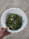 Brontosauři v Himálajích: Koronavirové zpravodajství z Malého Tibetu - vázne zásobování a chybí zelenina, tak se sbírá ta z hor